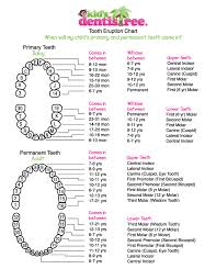 Explicit Teeth Chart With Letters Kid Teeth Chart Permanent