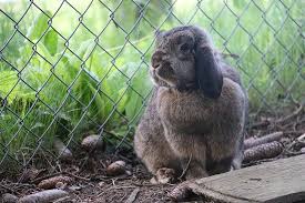 Keep Rabbits From Digging Under Fence