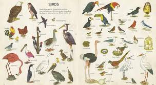 Birds are often envied for their ability to fly, but not all of them can. What Type Of Bird Is A Turbit Trivia Questions Quizzclub
