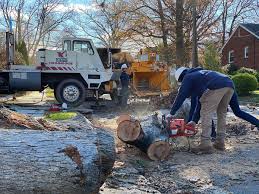 Dad's tree service has been working with northern virginia homeowners and communities since 1993. Residential Tree Removal Project Gallery Near Van Winkle Dr Falls Church Virginia