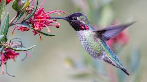How To Attract Hummingbirds To Your Garden