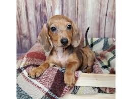 dachshund puppy red dapple id 16669