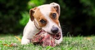 dogs bury their bones and toys