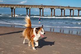 dog friendly beaches near panama city