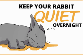 how to keep your rabbit quiet at night