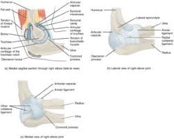 elbow anatomy hamilton brton