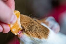 guinea pig feeding schedule how to