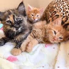 adopt foster kittens of melbourne