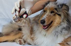 how to trim your dog s nails zoetis