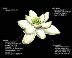the ancestral flower of angios and