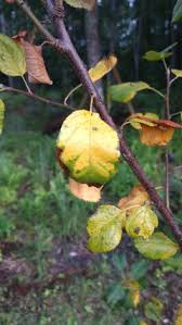 fuji apples tree leaves turning yellow