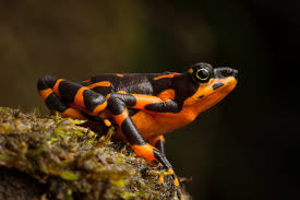 the wild frogs newts and salamanders