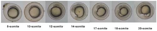 Zebrafish Development Embryology