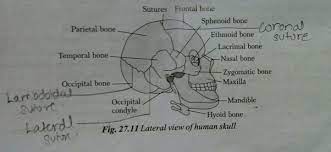 Head shape and upper face shape are closely related to the shape of the bony skull. How Many Bones Are Present In The Human Skull How Many Bones Are Facial And Cranium Quora