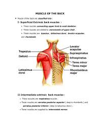 Each of the muscles diagrams illustrates a slightly different set of muscles. Anatomy Muscles Of Back Doc Docdroid