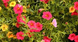 They need at least six hours of sunlight each day and they can withstand hot weather and humidity. Best Summer Bedding Plants For Hanging Baskets Troughs And Containers Hayes Garden World