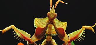 10 insectos raros que parecen criaturas extraterrestres