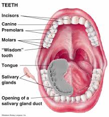 Teeth Diagram Showing Anatomy Components Of The Mouth With