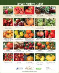 Tomato Chart 2019