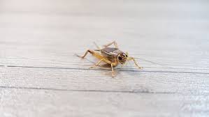 How To Get Rid Of Crickets In The House