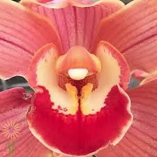 Check spelling or type a new query. Peach Cymbidium Orchids Large Wholesale Flowers Diy Wedding Flowers