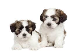 the adorable maltese shih tzu aka