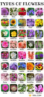 types of flowers a comprehensive guide