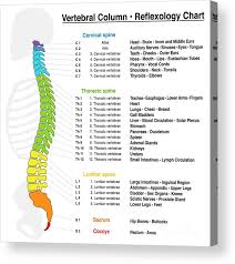 Vertebral Column Reflexology Chart Acrylic Print