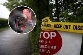Low pathogenic bird flu is normally less serious and can show up as birds having mild respiratory problems or there may be no clinical signs at all. Bird Flu Scotland How To Spot Avian Influenza As Safety Measures Ramped Up East Lothian Courier