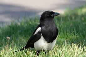 how to scare away magpies hunker