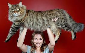 maine cats giant kitties with the