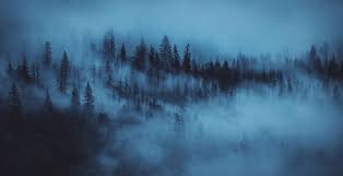 Wallpaper Dark Mist Trees Forest