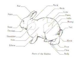 Anatomy Of A Rabbit Coloring Pictures Learning About Each
