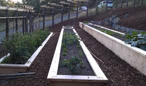 Raised Beds On A Slope Eclectic