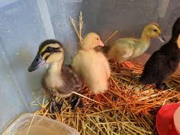 ypsilanti residents can now keep ducks