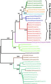 Molecular Phylogenetics Of Bradypus Three Toed Sloth
