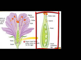 flower structure and its parts you