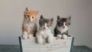 Search kittens for sale price. How To Find Good Homes For Kittens
