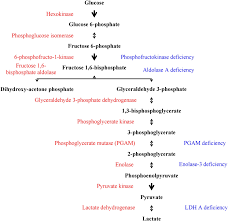 glycolytic pathway and glycogen storage