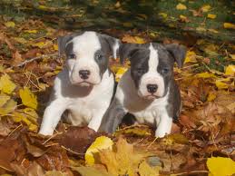 Puppies have a complete scissor. American Staffordshire Pit Bull Terrier Puppies Pethelpful By Fellow Animal Lovers And Experts