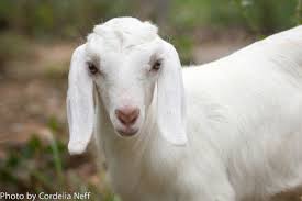 Image result for female goat