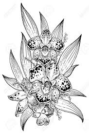 The asclepias curassavica or blood flower is a tropical plant that originated in south america and is a member of the apocynaceae family. Orchid Tropical Flower Composition In Hand Drawn Vintage Style Exotic Summer Flowers And Leaves Beautiful Stem Bouquet Elegant Floral Blossom Tattoo Decor Botanical Vector Isolated Illustration Royalty Free Cliparts Vectors And Stock