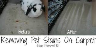 remove old pet stains from carpet