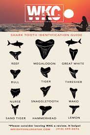 sharks tooth island