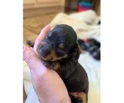 Dachshund funny dachshund puppies dachshund love cute puppies cute dogs dogs and puppies daschund baby dogs chihuahua dogs. Dachshund Puppy For Sale By Owneralabama Puppies For Sale Near Me