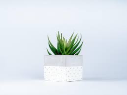 green succulent plant in diy painted