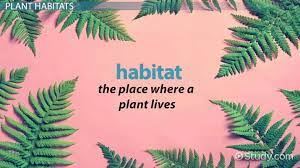 The average amount of sunlight received each day, the range of annual temperatures, and average yearly rainfall can all describe a habitat. Plant Habitats Lesson For Kids Video Lesson Transcript Study Com