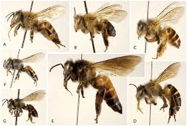 miocene honey bees from the randeck