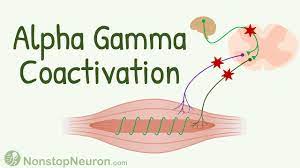 gamma innervation to muscle spindle