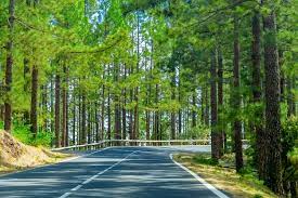 forest road images free on